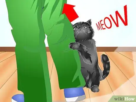 Imagen titulada Teach Your Cat to Talk Step 2