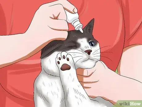 Imagen titulada Give Your Cat Eye Drops Step 11