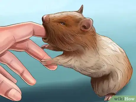 Imagen titulada Diagnose Hamster Respiratory Illnesses Step 9