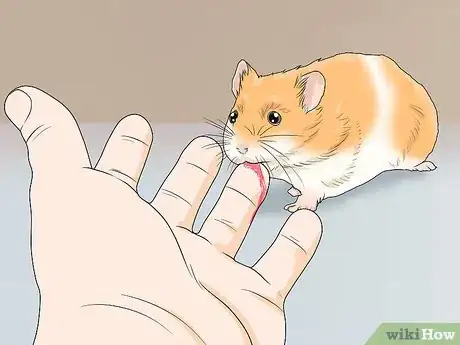 Imagen titulada Spot Illness in Hamsters Step 4