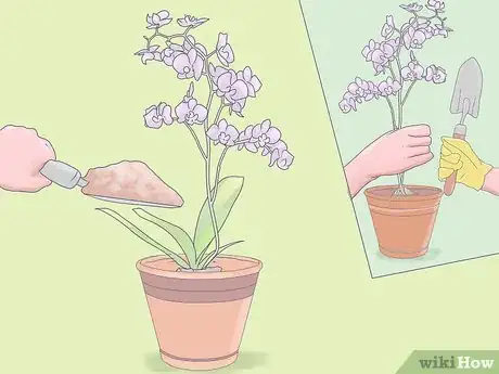 Imagen titulada Care for Mini Orchids Step 11