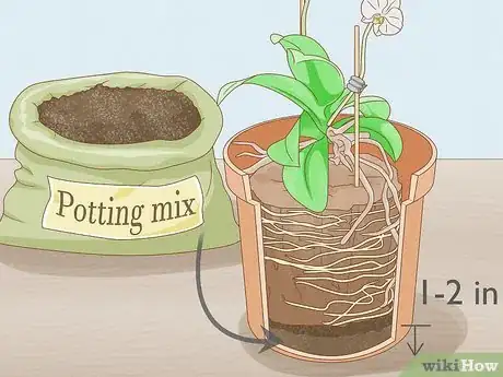 Imagen titulada Save an Orchid from Root Rot Step 10