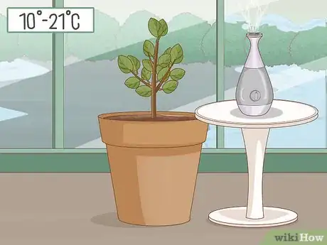 Imagen titulada Care for a Lemon Tree Step 3