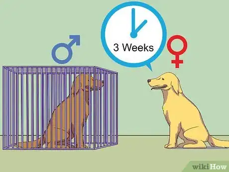 Imagen titulada Calm a Male Dog when a Female Is in Heat Step 4