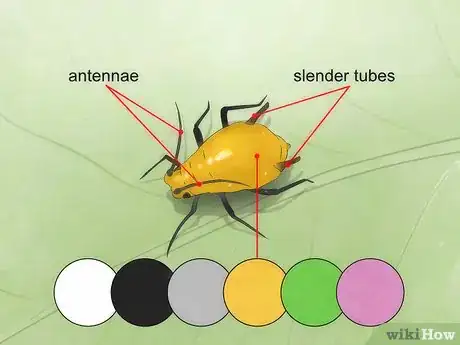 Imagen titulada Get Rid of Aphids Step 1