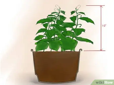 Imagen titulada Grow Cucumbers Indoors Step 10