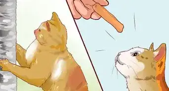 disciplinar a tu gato o gatito