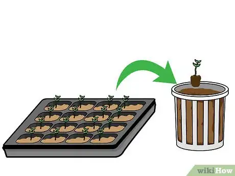 Imagen titulada Grow Hydroponic Lettuce Step 10