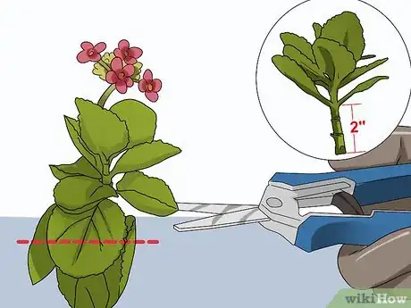 Imagen titulada Grow Kalanchoe Step 1