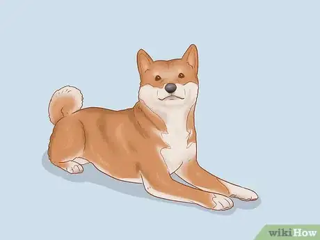 Imagen titulada Choose a Shiba Inu Puppy Step 8