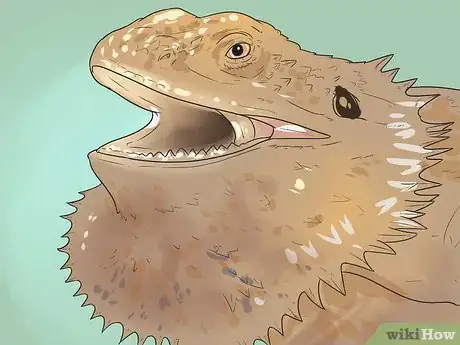 Imagen titulada Hold a Bearded Dragon Step 6