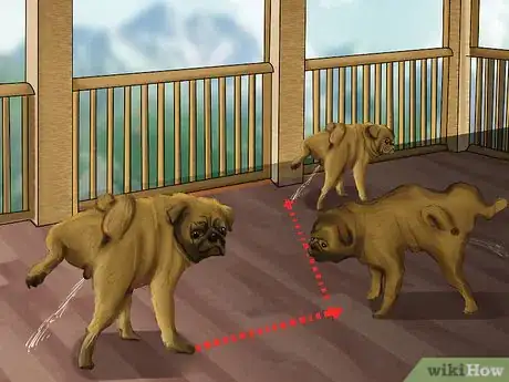 Imagen titulada Tell if a Dog Is a Girl or Boy Step 11