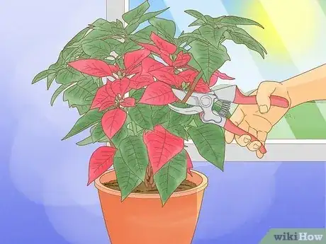 Imagen titulada Grow Poinsettia Step 15