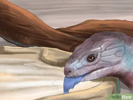 Imagen titulada Take Care of a Five Lined Skink Step 13