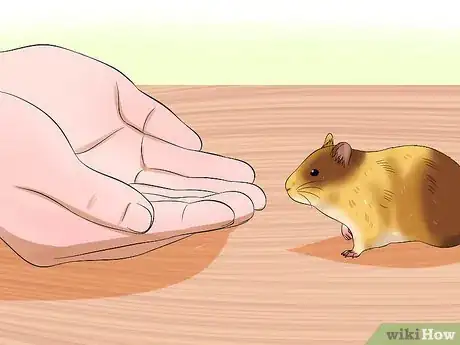 Imagen titulada Hold Your Syrian Hamster Step 6