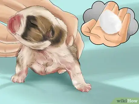 Imagen titulada Breed French Bulldogs Step 11