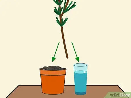 Imagen titulada Grow Cuttings from Established Plants Step 5