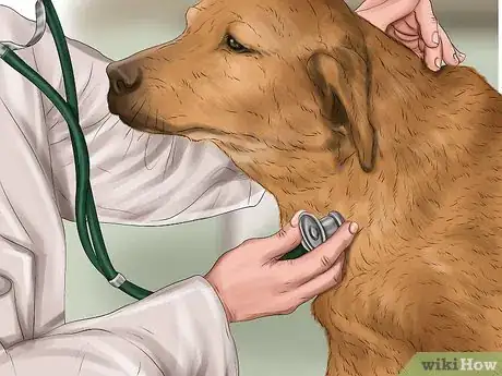 Imagen titulada Help a Dog That May Have Been Poisoned Step 5