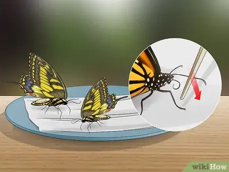 Imagen titulada Feed Butterflies Step 4