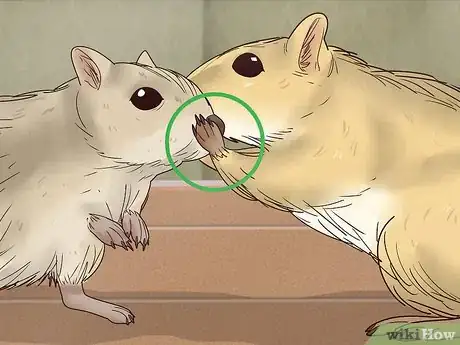 Imagen titulada Understand Gerbil Body Language Step 6