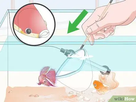 Imagen titulada Prevent and Treat Popeye in Betta Fish Step 10