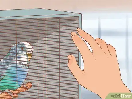 Imagen titulada Teach Your Parakeet to Love You Step 3