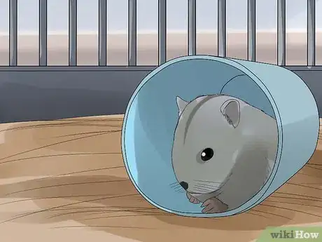 Imagen titulada Care for Chinese Dwarf Hamsters Step 3