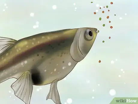 Imagen titulada Find Out if Your Guppy Is Pregnant Step 9