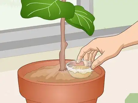 Imagen titulada Revive a Fiddle Leaf Fig Step 5