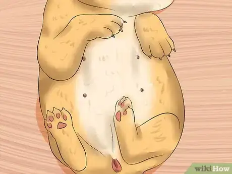 Imagen titulada Determine the Sex of Puppies Step 10