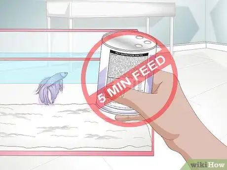 Imagen titulada Feed a Betta Fish Step 11