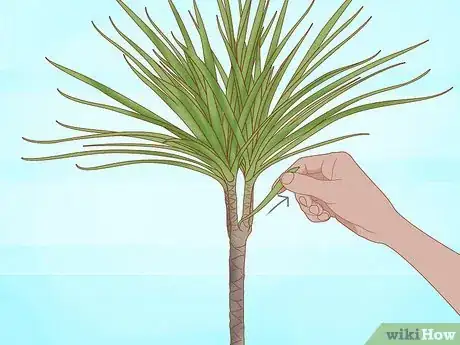 Imagen titulada Prune Dracaena Step 6