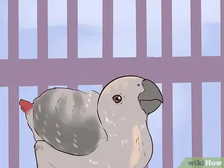 Imagen titulada Socialize an African Grey Parrot Step 3