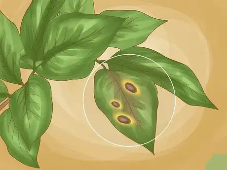 Imagen titulada Identify Lemon Tree Diseases Step 13