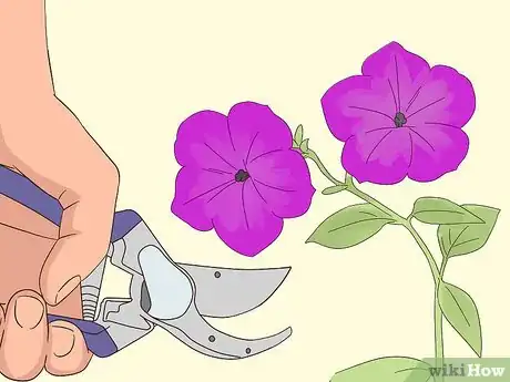 Imagen titulada Prune Petunias Step 7