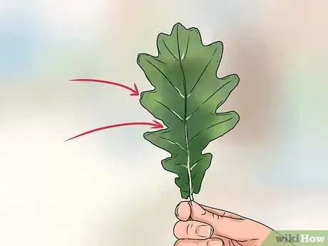 Imagen titulada Identify Oak Leaves Step 5