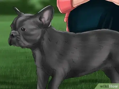 Imagen titulada Breed French Bulldogs Step 12