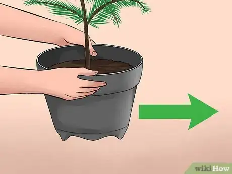 Imagen titulada Care for a Norfolk Pine Step 10