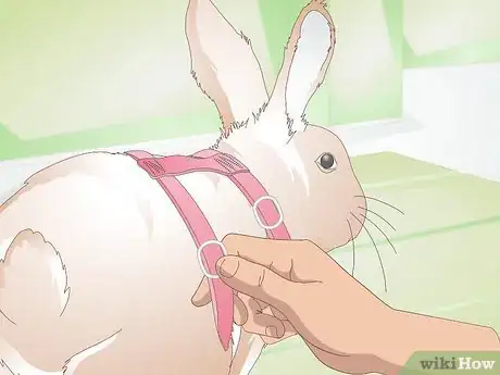 Imagen titulada Make Your Rabbit a Leash Step 11