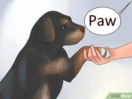 Imagen titulada Train Your Rottweiler Puppy With Simple Commands Step 14