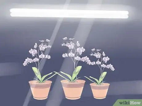 Imagen titulada Care for Mini Orchids Step 17