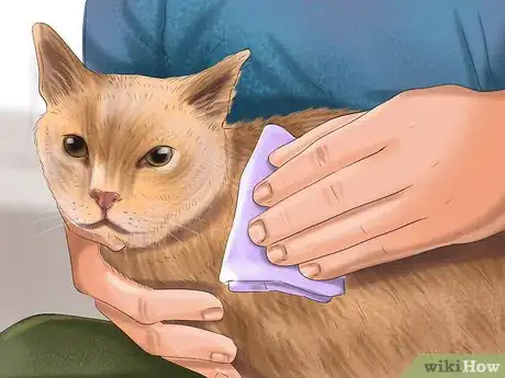 Imagen titulada Treat Dog Bites on Your Cat Step 1