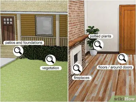 Imagen titulada Kill Carpenter Ants Step 3