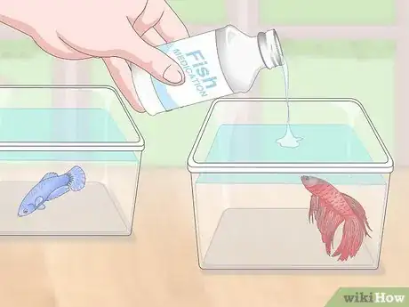 Imagen titulada Selectively Breed Betta Fish Step 10