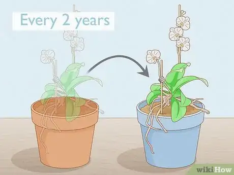 Imagen titulada Save an Orchid from Root Rot Step 17