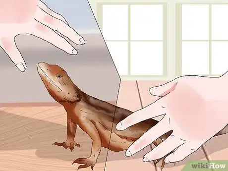 Imagen titulada Tame a Bearded Dragon Step 1