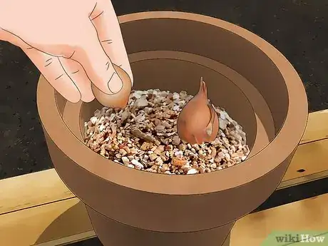 Imagen titulada Grow Tulips in Pots Step 3