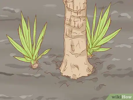 Imagen titulada Grow Yucca Step 16