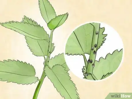 Imagen titulada Get Rid of Aphids Step 1