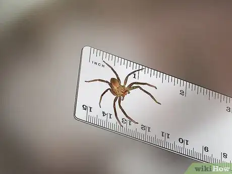 Imagen titulada Identify a Banana Spider Step 7